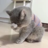 Meow (=ↀWↀ=)✧ 24