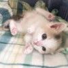 Cats 12