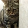 Meow (=ↀWↀ=)✧ 26