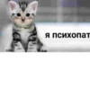 Cats 13