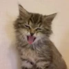 Cats 15
