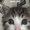 Cats 16