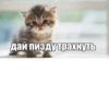 Cats 17