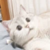 cats 5
