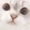 cats 6