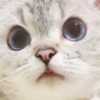 cats 7