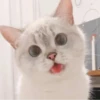 cats 9
