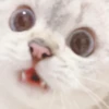 cats 11