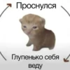 cats.mos? 5