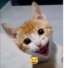 cats.mos? 6