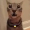 cats.mos? 7