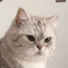 cats 12