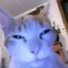 cats.mos? 8