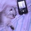 Author 11