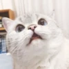 cats 13