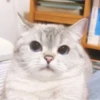 cats 14