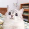 cats 15