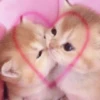 Meow :: 13