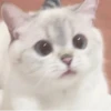 cats 19