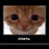 cats.mos? 13