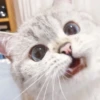 cats 20