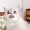 cats 21