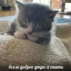 cats.mos? 15