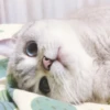 cats 22