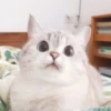 cats 23