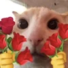 cats.mos? 16