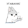 RABBITPYL9 11