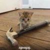 cats.mos? 18