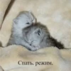 cats.mos? 19