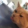 hœ’s mood 18