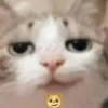 cats.mos? 20