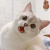 cats 24