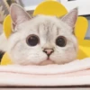 cats 25