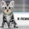 cats.mos? 24
