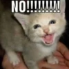 cats.mos? 25
