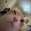 cats.mos? 26