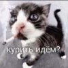 cats.mos? 28