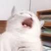 cats 29