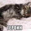 cats.mos? 29