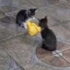 cats.mos? 30