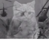 Meow by 7