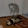 Meow by 8