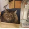 Meow by 9
