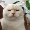 my idiotics cat 5