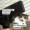 Meow by 12