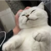 my idiotics cat 7
